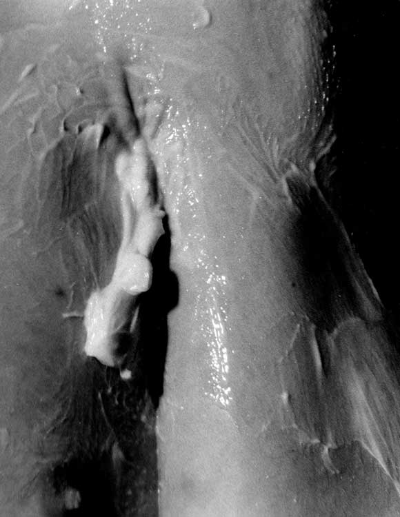 Au beurre — 2